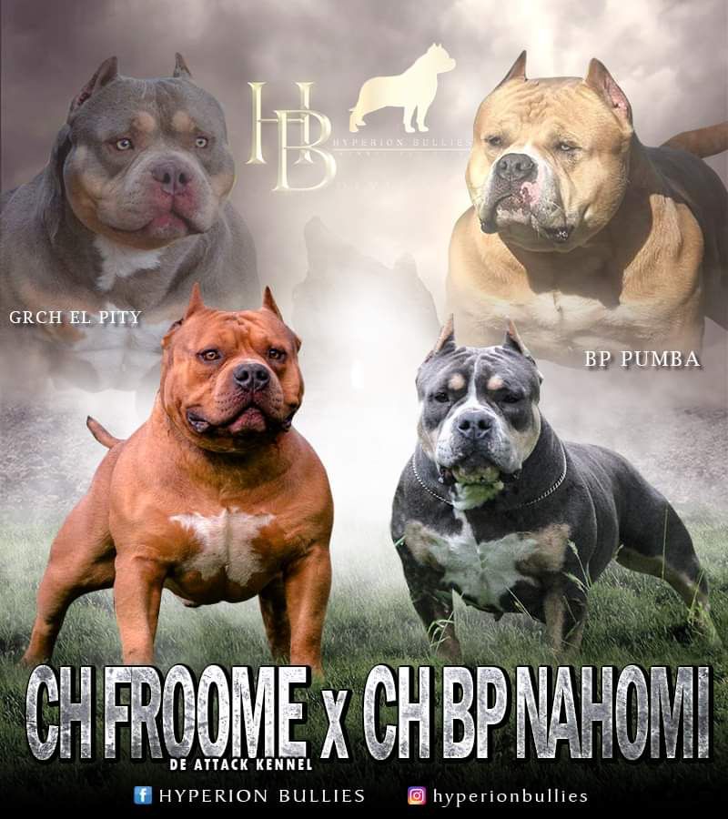 ABKC CH BP NAHOMI of HB x ABKC CH FROOME DE ATTACK KENNEL