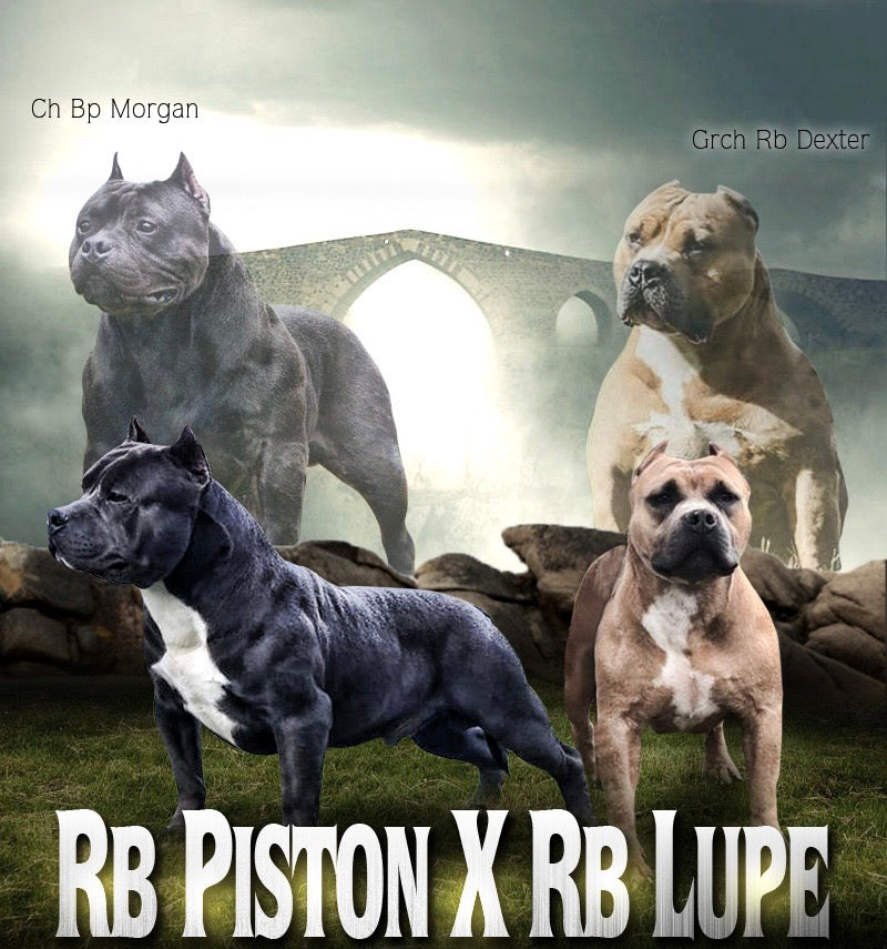 RB Piston x RB Ch Lupe