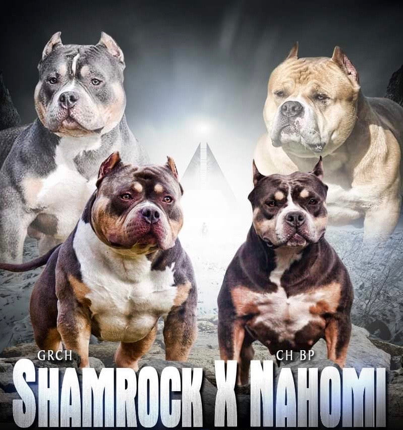 GRCH Shamrock x Ch Nahomi