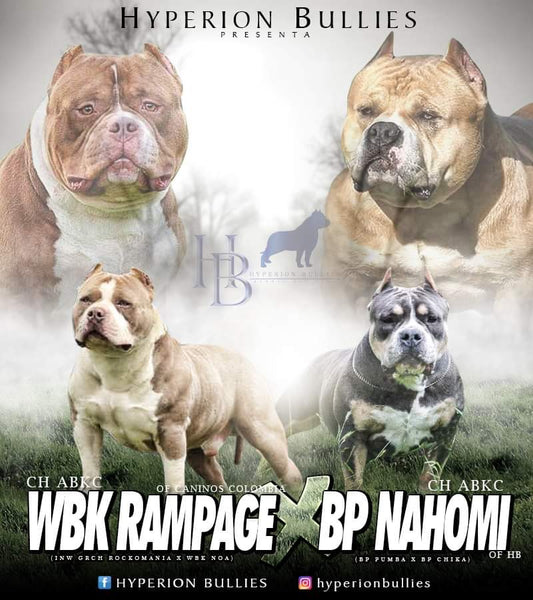 ABKC CH BP NAHOMI of HB x ABKC CH WBA RAMPAGE of CANINOS COLOMBIA